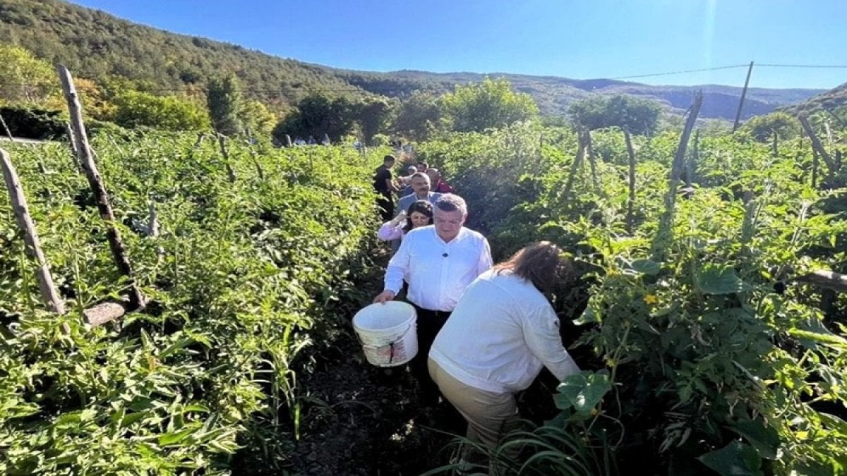 Sinop’un tescilli domatesinde hasat başladı: Vali önce toprağı övdü, ardından uyardı: “Gelecekte daha çok sorun yaşayabiliriz”