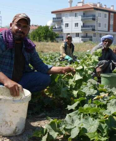 Günlük verimi 2 tonu buluyor! Dünyaca ünlü kütür kütür lezzet: Her evin vazgeçilmezinde hasat başladı