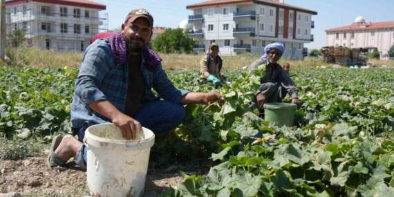 Günlük verimi 2 tonu buluyor! Dünyaca ünlü kütür kütür lezzet: Her evin vazgeçilmezinde hasat başladı