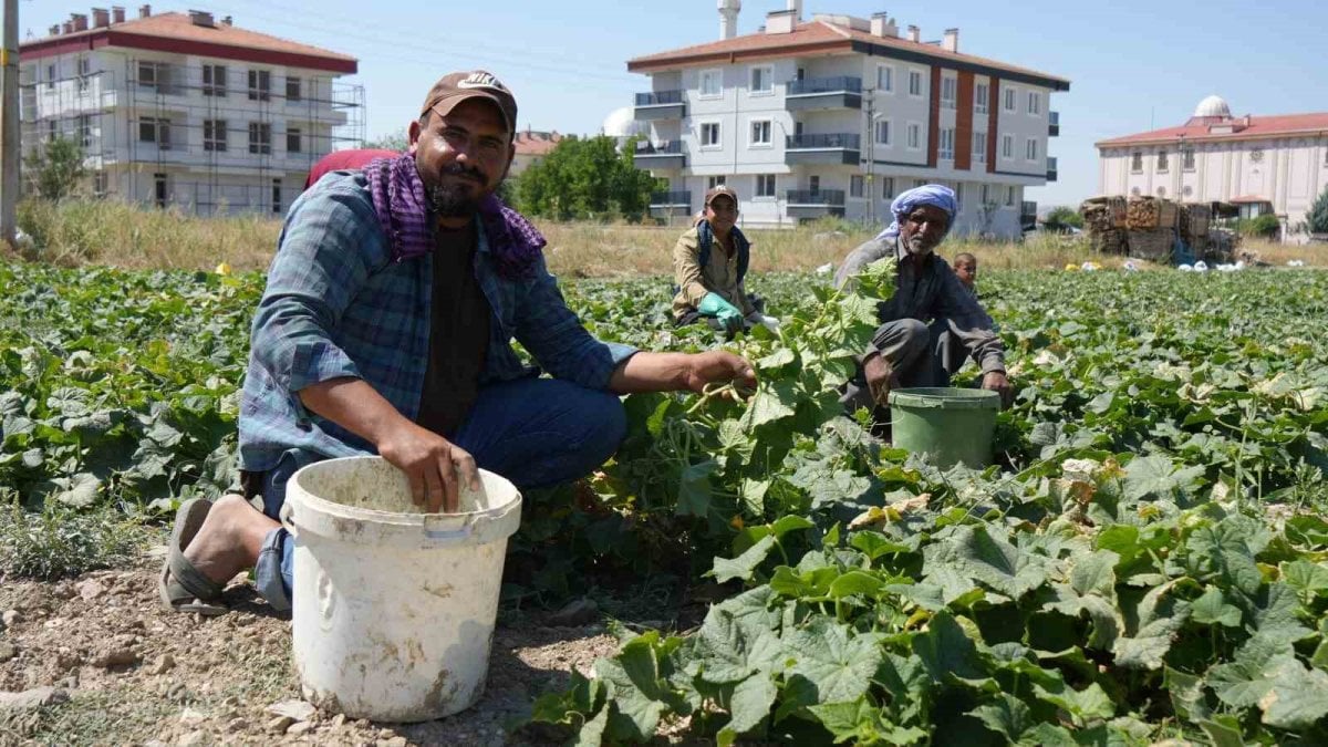 Günlük verimi 2 tonu buluyor! Dünyaca ünlü kütür kütür lezzet: Her evin vazgeçilmezinde hasat başladı