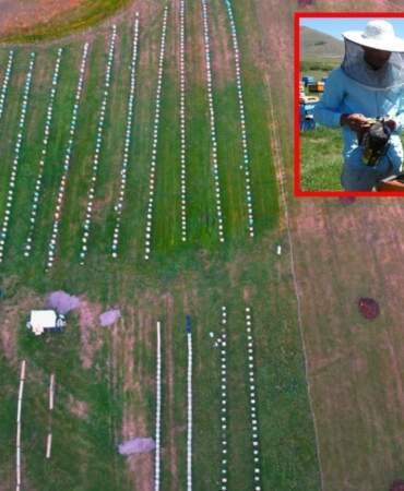 Nadir bulunuyor, çok satılıyor! Coğrafi işaretli balda hasat başladı: Kilosu 1500 liradan alıcılara ulaşıyor