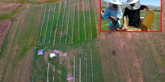 Nadir bulunuyor, çok satılıyor! Coğrafi işaretli balda hasat başladı: Kilosu 1500 liradan alıcılara ulaşıyor