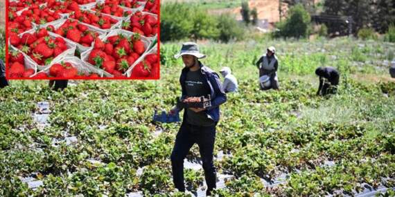 Kahramanmaraş’tan çıkıyor, 50 farklı ülkeye gönderiliyor! Devlet destekli depodan çıkan mahsuller dünyaya açıldı