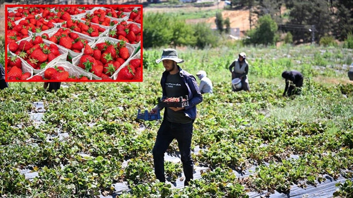 Kahramanmaraş’tan çıkıyor, 50 farklı ülkeye gönderiliyor! Devlet destekli depodan çıkan mahsuller dünyaya açıldı