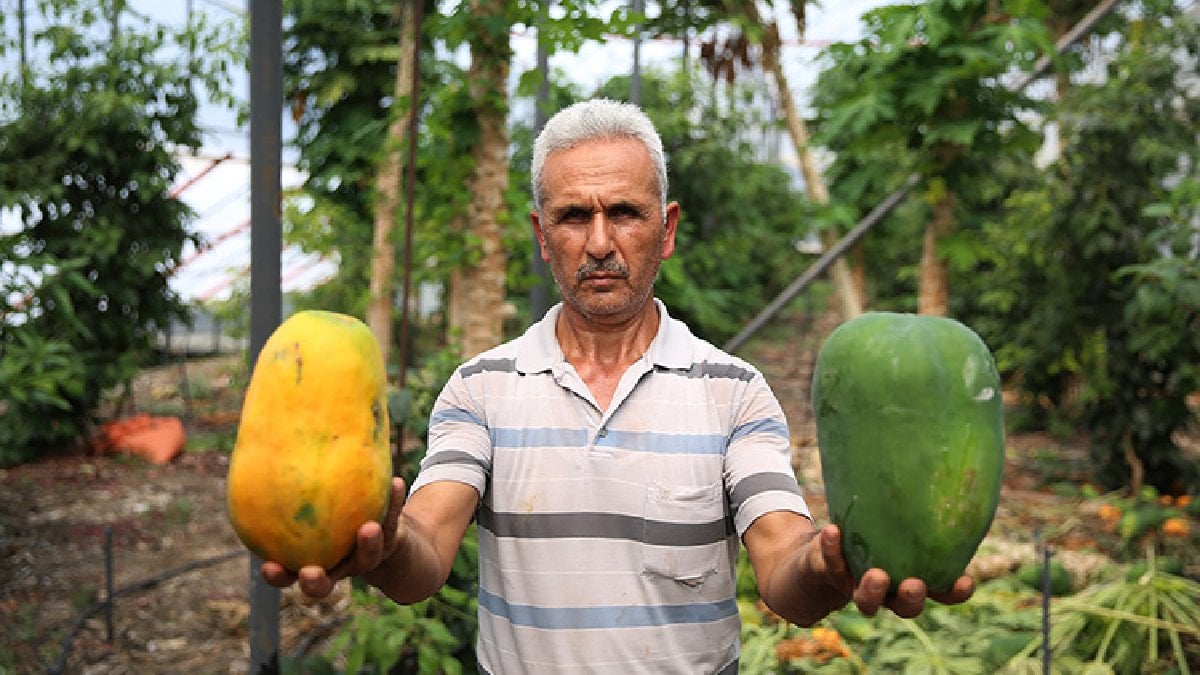 Haziran’da toplanmaya başlıyor, Ekime kadar devam ediyor! Kilosu 100 TL’den satılıyor, yurt dışına çokça gönderiliyor