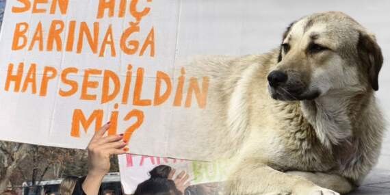 İstanbul Valiliği’nden sokak hayvanları için talimat: Okullar açılmadan toplayın
