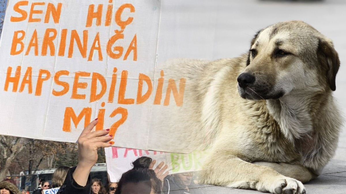 İstanbul Valiliği’nden sokak hayvanları için talimat: Okullar açılmadan toplayın