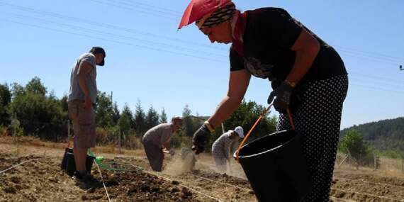 Yetiştiren köşeyi dönüyor! 2025 yılı ekim dönemi başladı: Kilosuna 450.000 TL fiyat biçiliyor