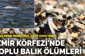İzmir Körfezi’nde toplu balık ölümleri! Deniz renk değiştirdi, kötü koku sardı