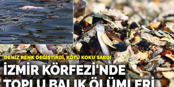 İzmir Körfezi’nde toplu balık ölümleri! Deniz renk değiştirdi, kötü koku sardı