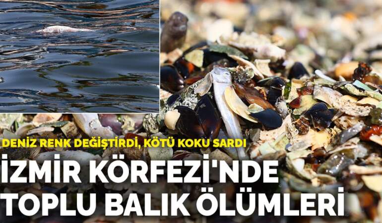 İzmir Körfezi’nde toplu balık ölümleri! Deniz renk değiştirdi, kötü koku sardı