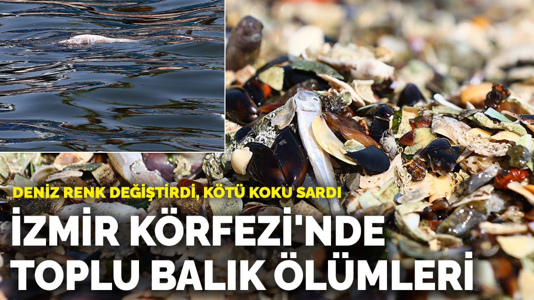 İzmir Körfezi’nde toplu balık ölümleri! Deniz renk değiştirdi, kötü koku sardı