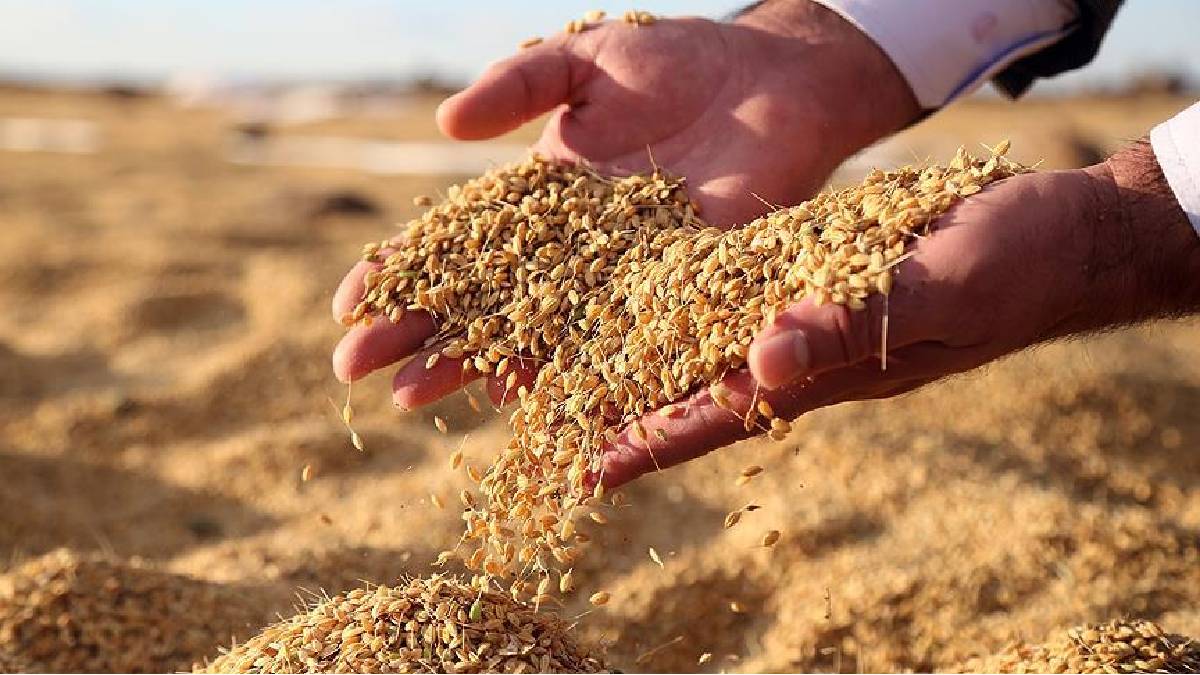 Herkesi şaşırtan gerçek: Dünyanın en iyi pirinci Türkiye’nin güneyinde yetişiyor