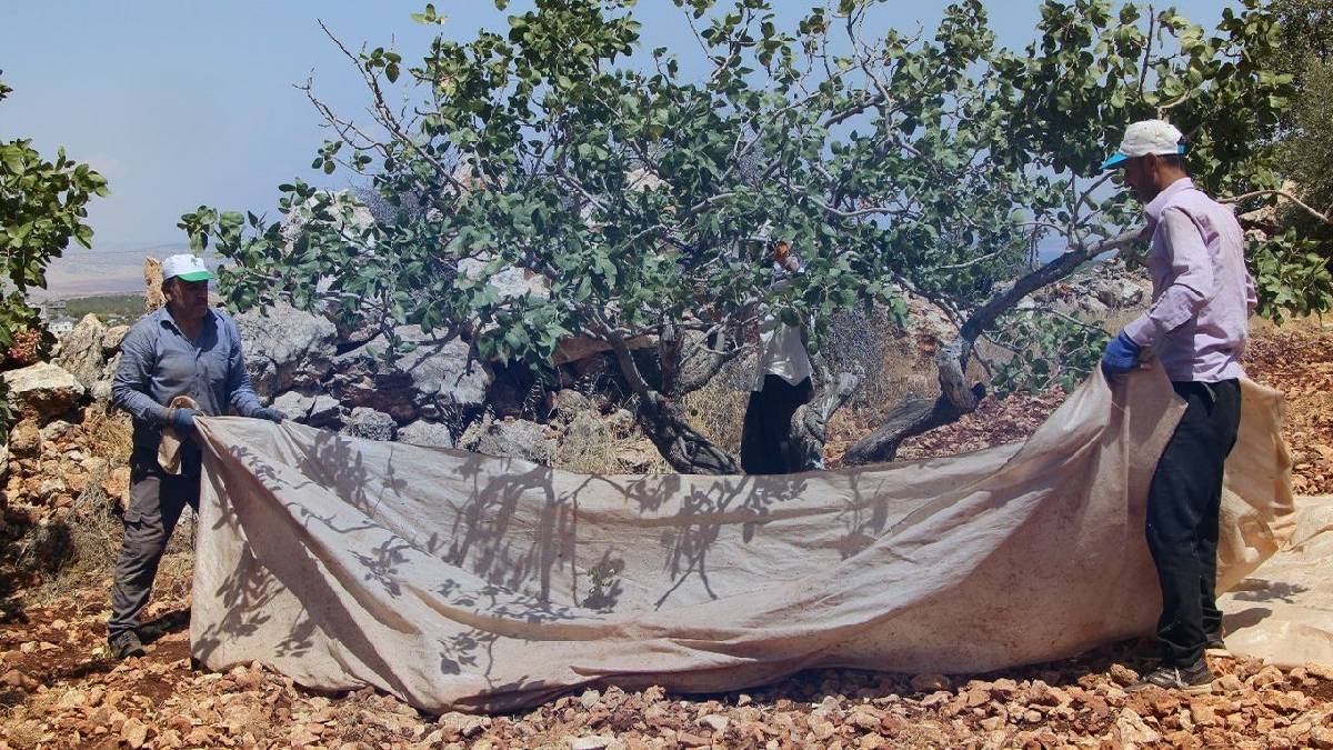 Türkiye’nin ‘Yeşil Altın’ı! Kilosu 700 TL’yi gördü: Eken memnun oluyor, artık herkes yetiştirmek istiyor