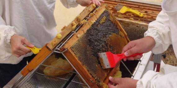 Toroslarda 2 bin üzeri rakımda hasat ediliyor, Türkiye’de değil dünyada tüketiliyor: Dünyada birincilik unvanı var