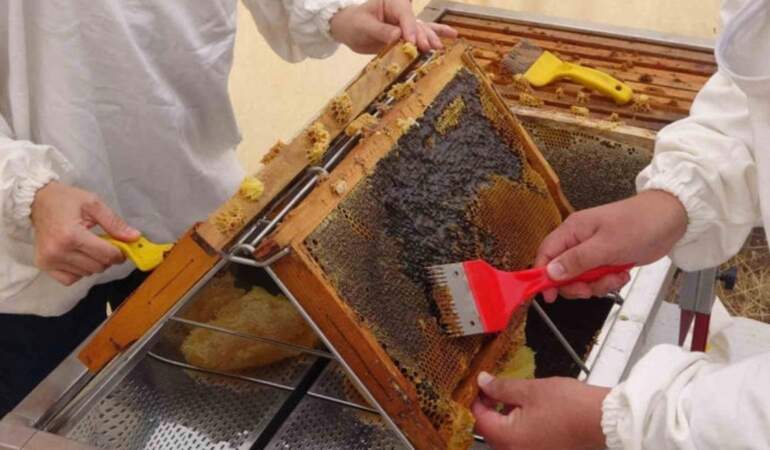 Toroslarda 2 bin üzeri rakımda hasat ediliyor, Türkiye’de değil dünyada tüketiliyor: Dünyada birincilik unvanı var