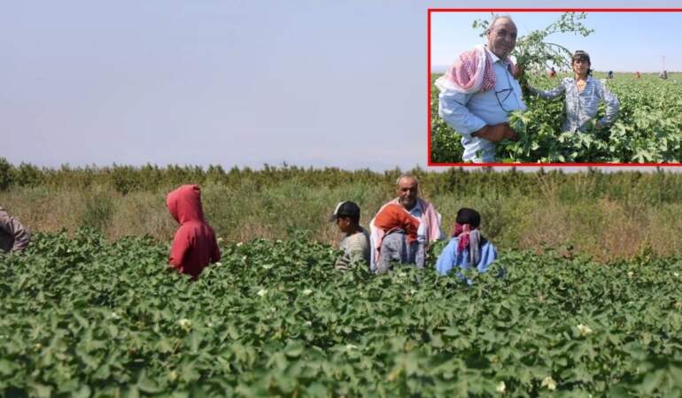 45 derece sıcağın altında 650 liraya çalışıyorlar! Kavurucu sıcak en çok onları etkiliyor: Hatay’da zorlu mesai