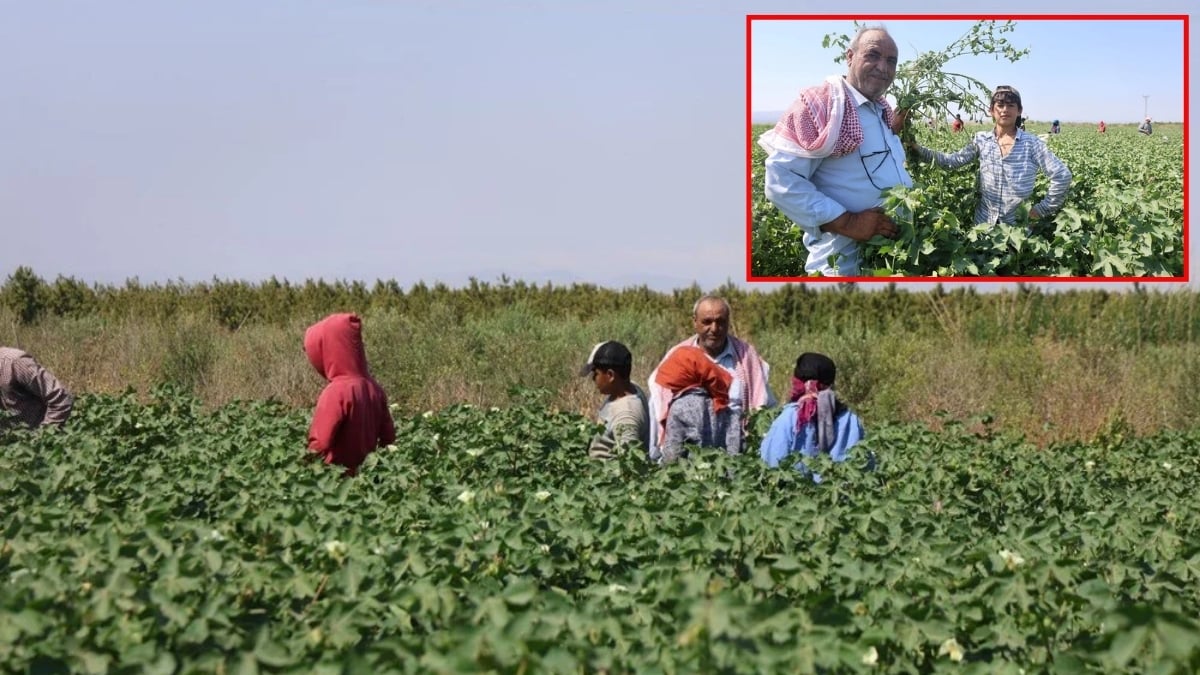 45 derece sıcağın altında 650 liraya çalışıyorlar! Kavurucu sıcak en çok onları etkiliyor: Hatay’da zorlu mesai