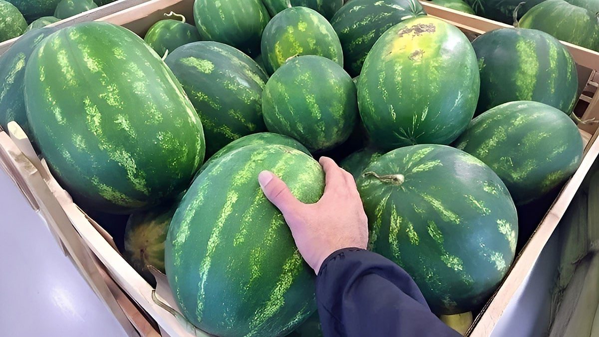 Karpuzu vurarak seçmek artık demode! Telefonunuzla karpuzunuzu seçin