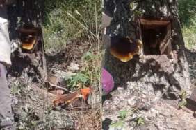 Ağaç kovuğundan servet çıktı: Elazığ’da buldular, kilosu 4 bin liradan satılıyor!