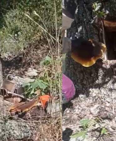 Ağaç kovuğundan servet çıktı: Elazığ’da buldular, kilosu 4 bin liradan satılıyor!