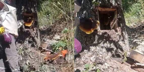 Ağaç kovuğundan servet çıktı: Elazığ’da buldular, kilosu 4 bin liradan satılıyor!