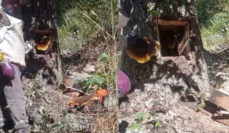 Ağaç kovuğundan servet çıktı: Elazığ’da buldular, kilosu 4 bin liradan satılıyor!