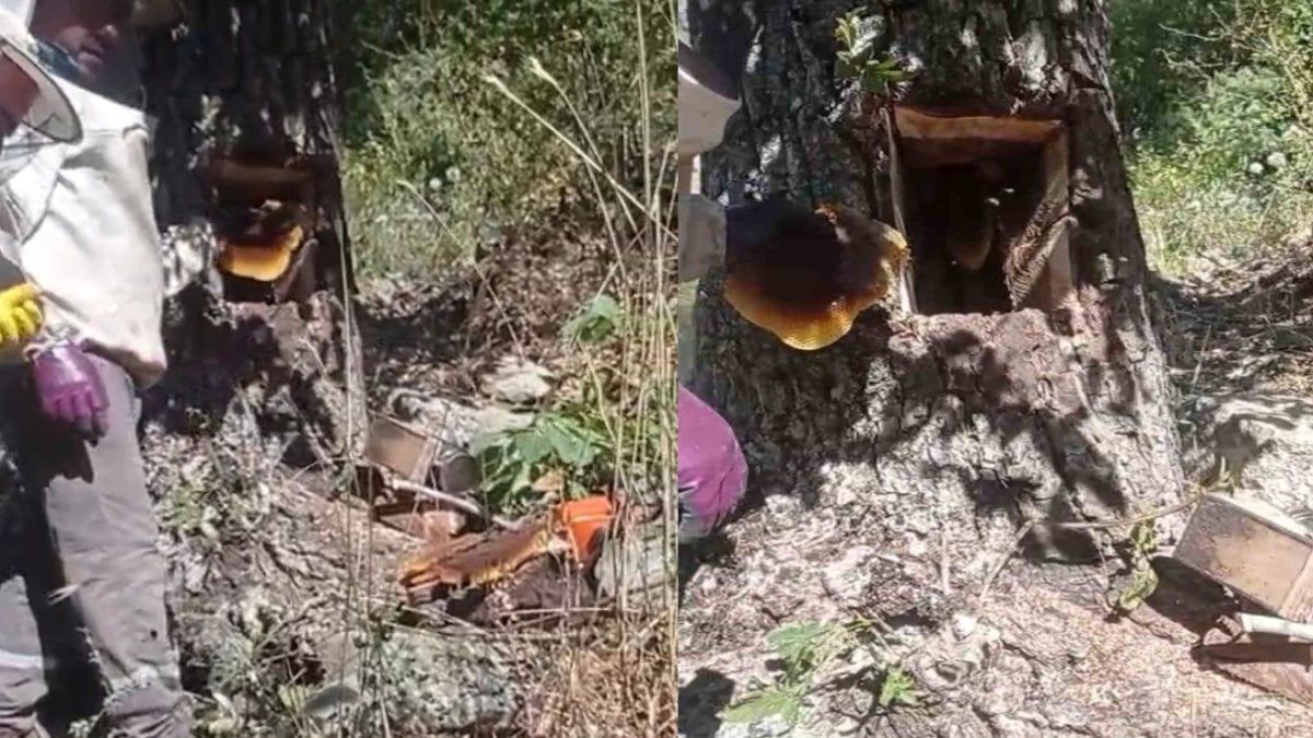 Ağaç kovuğundan servet çıktı: Elazığ’da buldular, kilosu 4 bin liradan satılıyor!