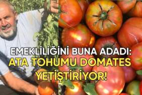 Yıllardır aynı tohumları kullanıyor! Ata tohumundan domates yetiştiriyor