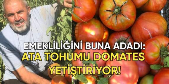 Yıllardır aynı tohumları kullanıyor! Ata tohumundan domates yetiştiriyor
