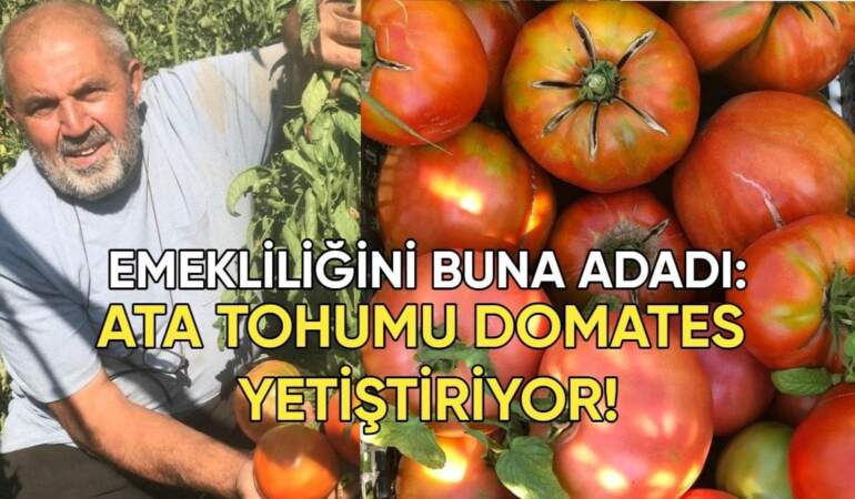 Yıllardır aynı tohumları kullanıyor! Ata tohumundan domates yetiştiriyor