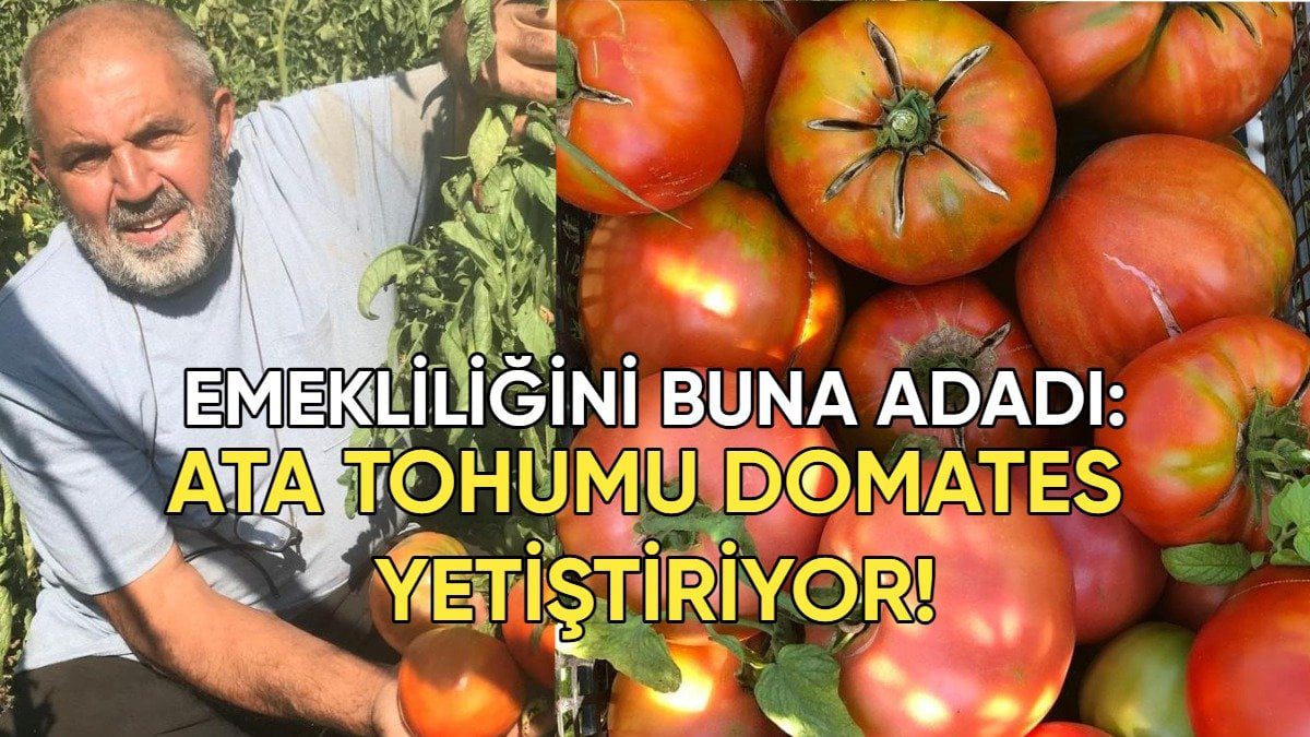 Yıllardır aynı tohumları kullanıyor! Ata tohumundan domates yetiştiriyor