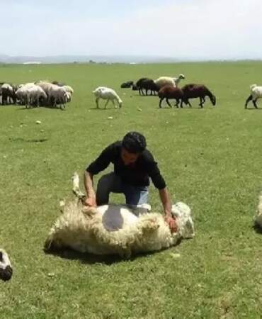 3 bin 370 rakımda başladı! Kilometrelerce yol gidiyor, tek hamleyle günde 500 taneyi aradan çıkarıyor