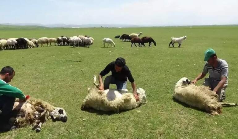 3 bin 370 rakımda başladı! Kilometrelerce yol gidiyor, tek hamleyle günde 500 taneyi aradan çıkarıyor