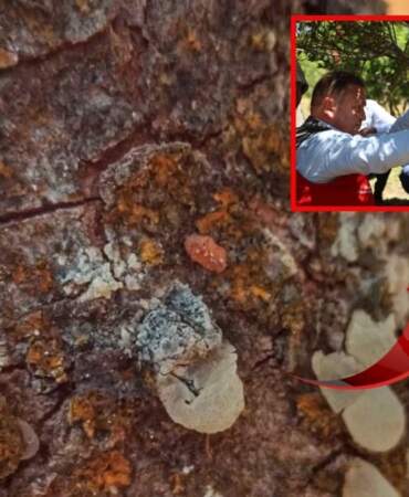 5 dekarlık alandan servet çıktı! Gram gram hasat ediliyor, altın değerinde satılıyor: Kilosu 20 bin liradan alıcı buluyor