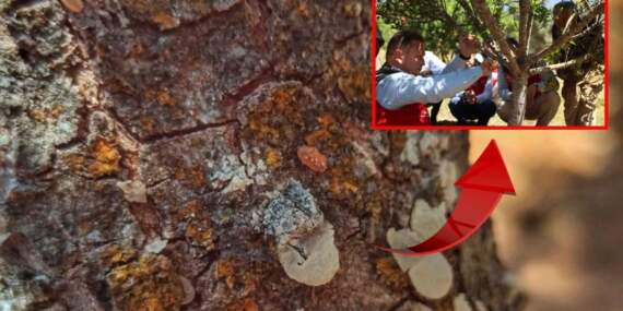 5 dekarlık alandan servet çıktı! Gram gram hasat ediliyor, altın değerinde satılıyor: Kilosu 20 bin liradan alıcı buluyor