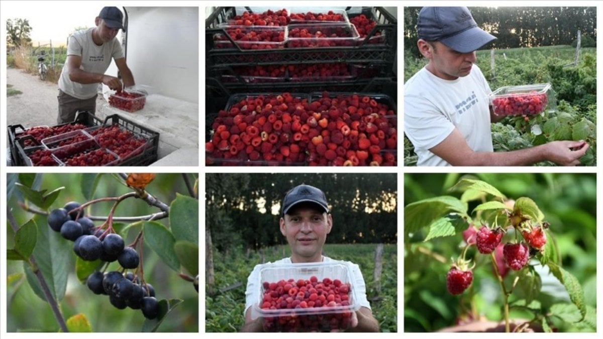 Restoranı bıraktı tarıma atıldı! 5 yılda hayatını tamamen değiştirdi: 3.5 ton üretim yaptı
