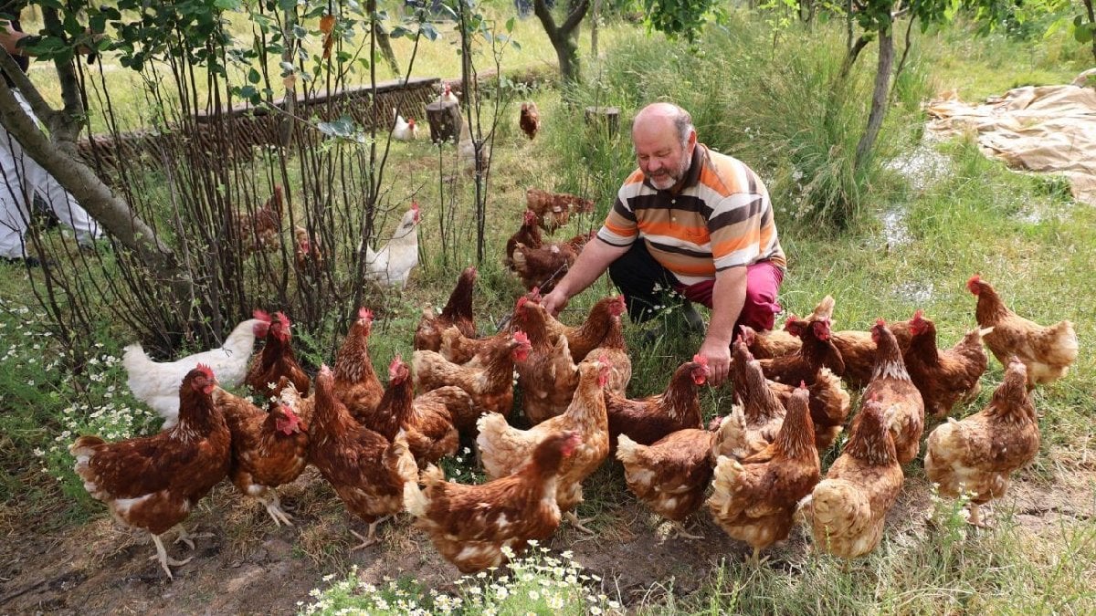 Önce tavukla başladı, sonra kırmızı elmasa yöneldi! Bahçesini ziyarete açtı, şimdi daha çok kazanıyor