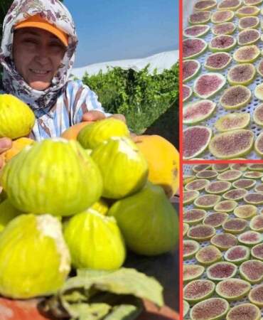 Sarıgöllü kadınların yeni gözdesi: Kışlık hazırlık olarak incir cipsi yapıyorlar