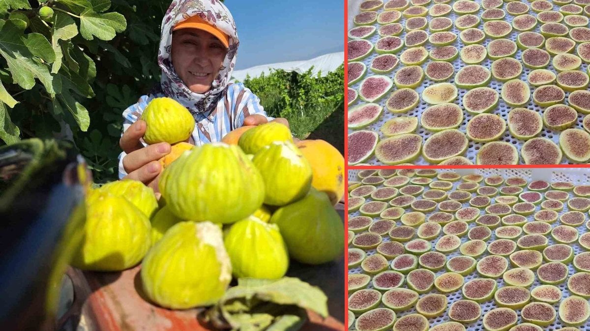Sarıgöllü kadınların yeni gözdesi: Kışlık hazırlık olarak incir cipsi yapıyorlar