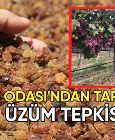 Ziraat Odası’ndan TARİŞ’e kuru üzüm fiyatı tepkisi: “Bu fiyat kabul edilemez”