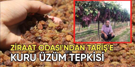 Ziraat Odası’ndan TARİŞ’e kuru üzüm fiyatı tepkisi: “Bu fiyat kabul edilemez”