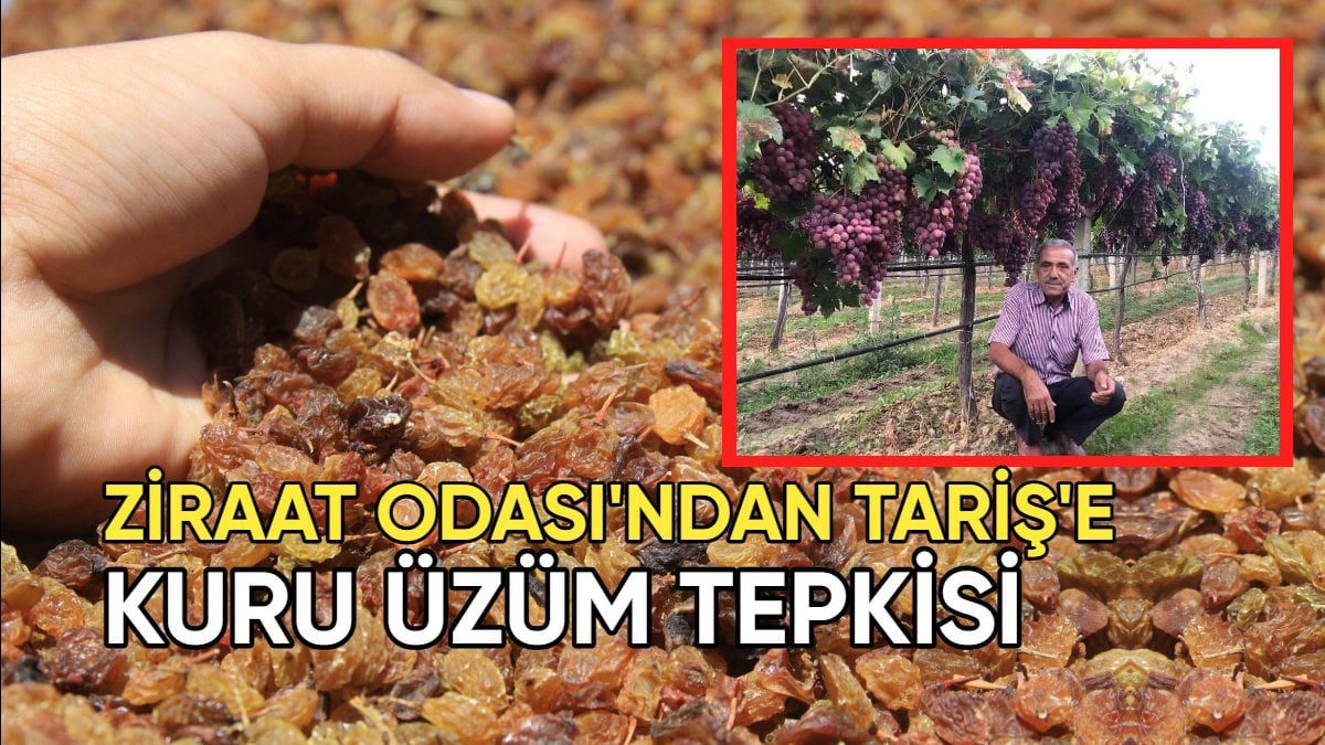 Ziraat Odası’ndan TARİŞ’e kuru üzüm fiyatı tepkisi: “Bu fiyat kabul edilemez”