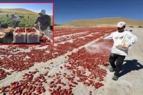 Misafir geldiler, 6 bin dönüm araziyi ‘altına’ çevirdiler! Hem tarım kazandı hem de onlar