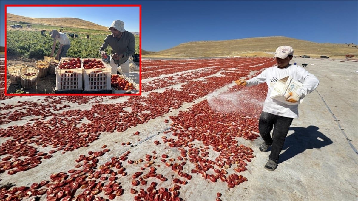Misafir geldiler, 6 bin dönüm araziyi ‘altına’ çevirdiler! Hem tarım kazandı hem de onlar