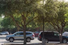 Aracınızı ağaç altına park ederken iki kez düşünün! Değeri bir anda düşüyor