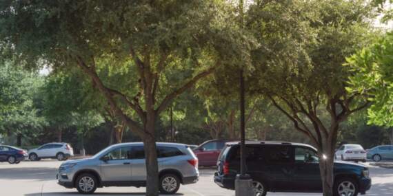 Aracınızı ağaç altına park ederken iki kez düşünün! Değeri bir anda düşüyor