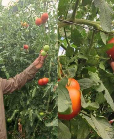 Seralarda rekor verim: Dekar başına 17 ton domates üreticinin yüzünü güldürdü