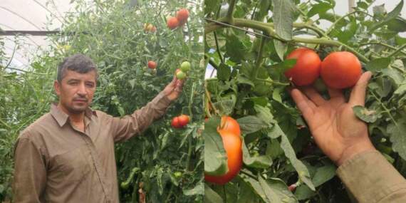 Seralarda rekor verim: Dekar başına 17 ton domates üreticinin yüzünü güldürdü