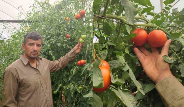 Seralarda rekor verim: Dekar başına 17 ton domates üreticinin yüzünü güldürdü